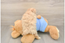 Maltipoo Puppy for Adoption