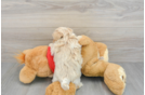 Friendly Maltipoo Baby