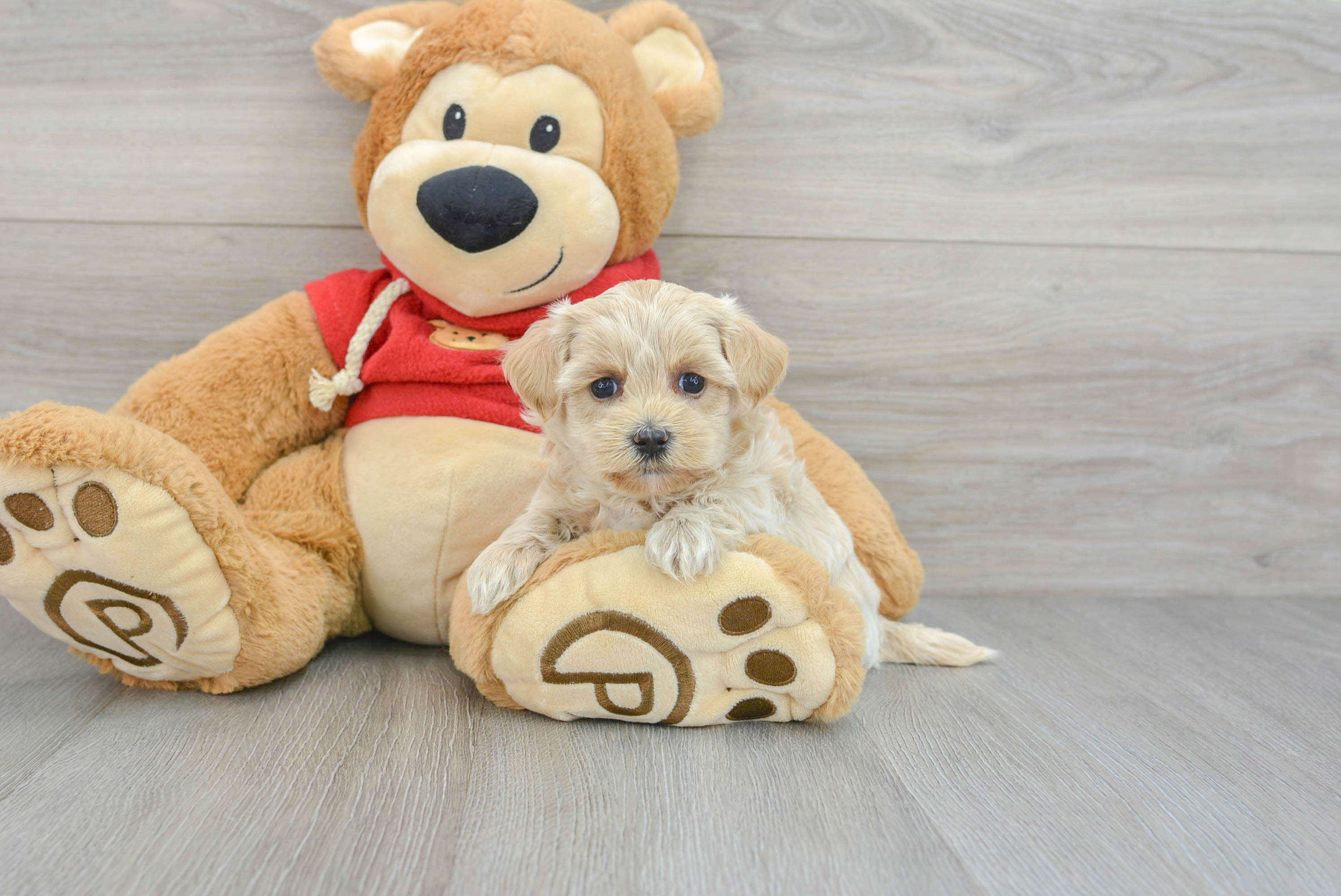 Happy Maltipoo Baby