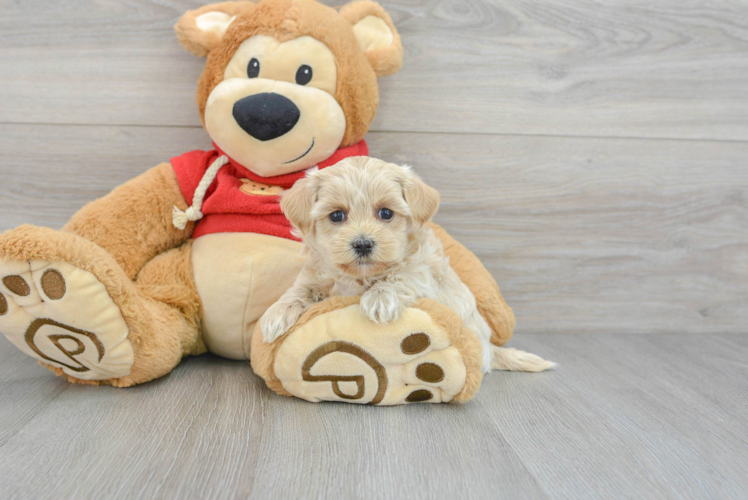 Happy Maltipoo Baby