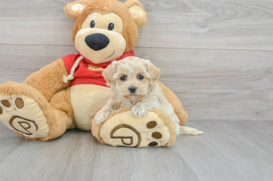 Happy Maltipoo Baby