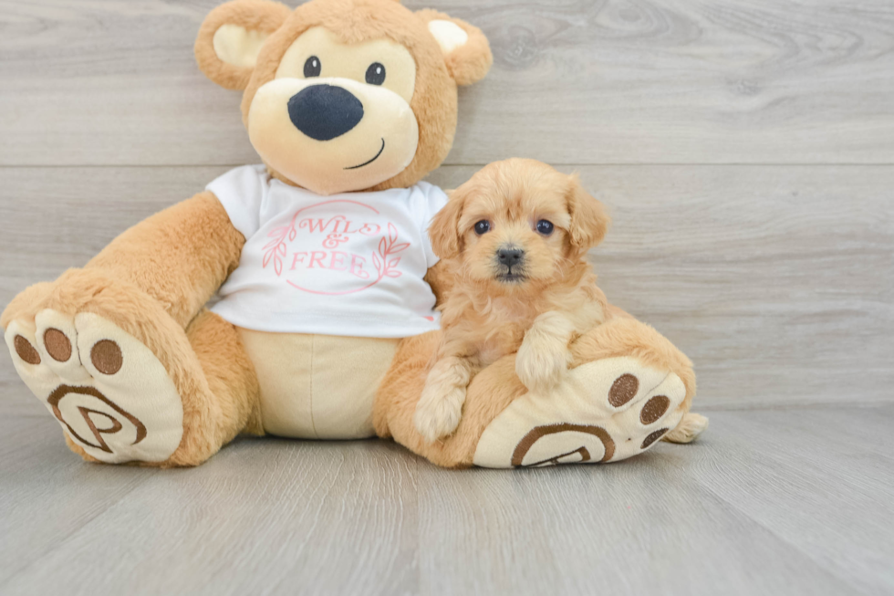 Maltipoo Pup Being Cute