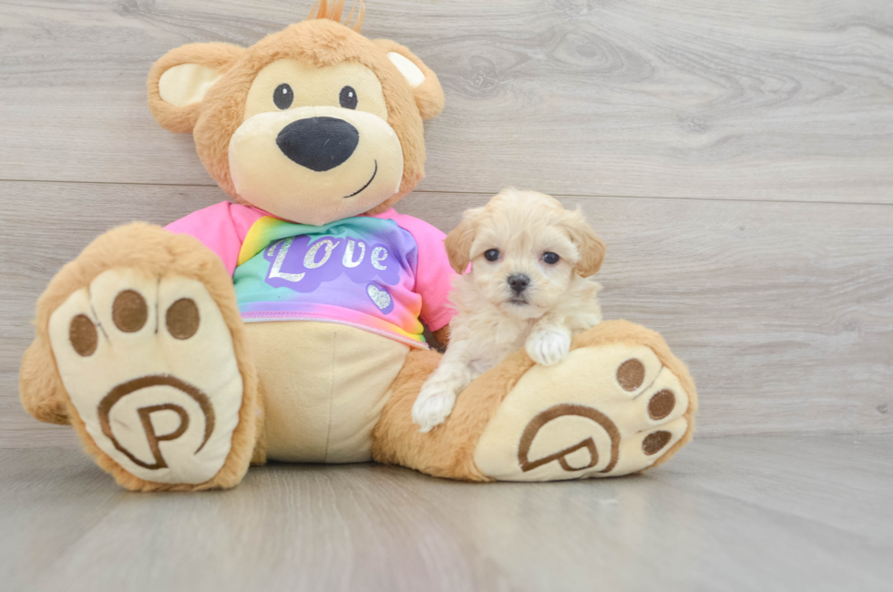 6 week old Maltipoo Puppy For Sale - Lone Star Pups