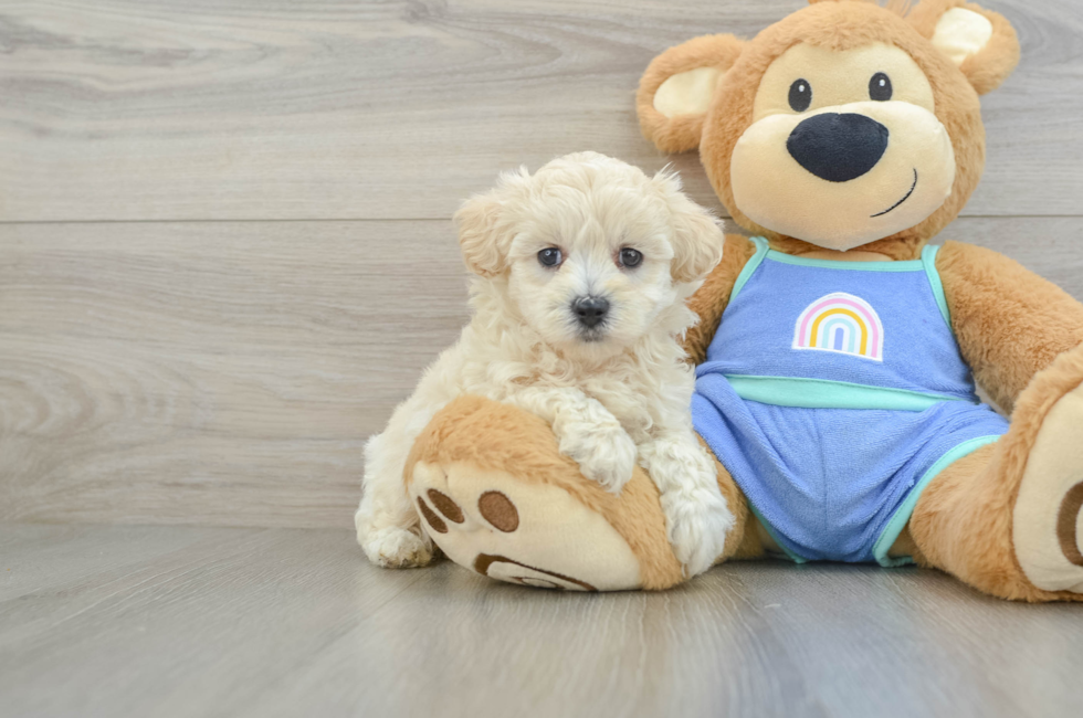 5 week old Maltipoo Puppy For Sale - Lone Star Pups
