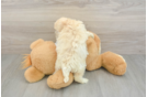Best Maltipoo Baby