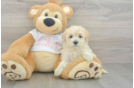 Maltipoo Puppy for Adoption