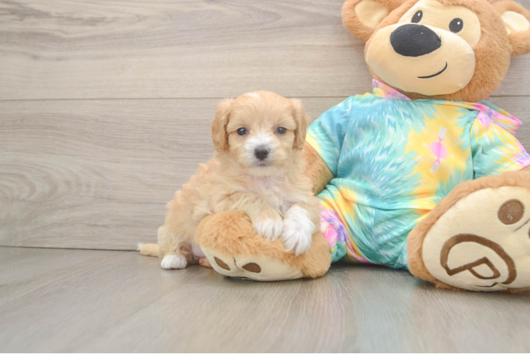 Smart Maltipoo Poodle Mix Pup