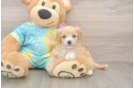Maltipoo Pup Being Cute