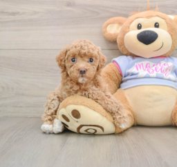 7 week old Maltipoo Puppy For Sale - Lone Star Pups