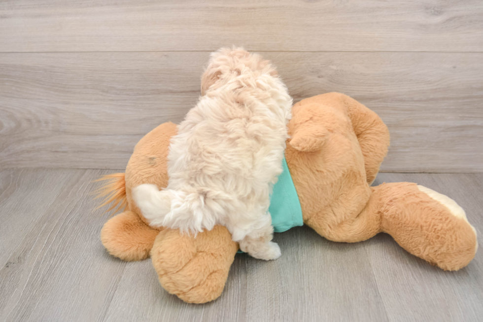 Maltipoo Puppy for Adoption