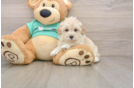Funny Maltipoo Poodle Mix Pup
