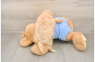 Best Maltipoo Baby
