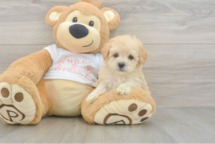 Sweet Maltipoo Baby