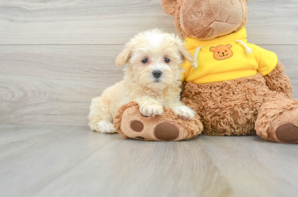 8 week old Maltipoo Puppy For Sale - Lone Star Pups