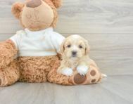 8 week old Maltipoo Puppy For Sale - Lone Star Pups