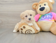 8 week old Maltipoo Puppy For Sale - Lone Star Pups