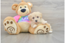 Maltipoo Puppy for Adoption