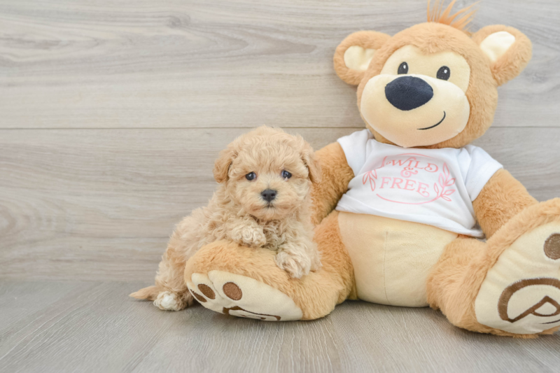 Meet Blossom - our Maltipoo Puppy Photo 1/3 - Lone Star Pups