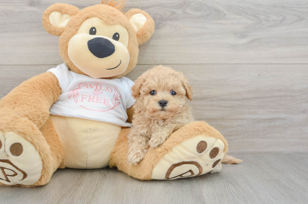 5 week old Maltipoo Puppy For Sale - Lone Star Pups