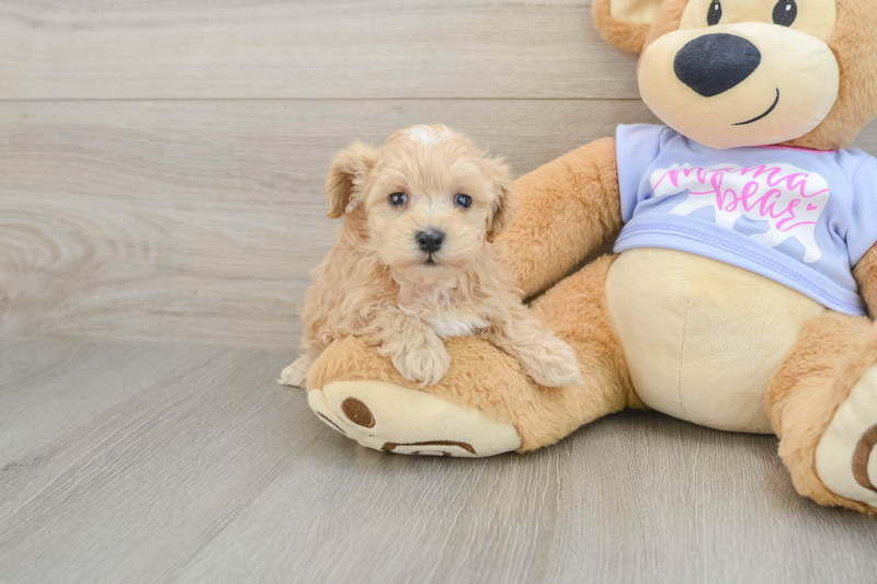 Meet Blossom - our Maltipoo Puppy Photo 1/3 - Lone Star Pups