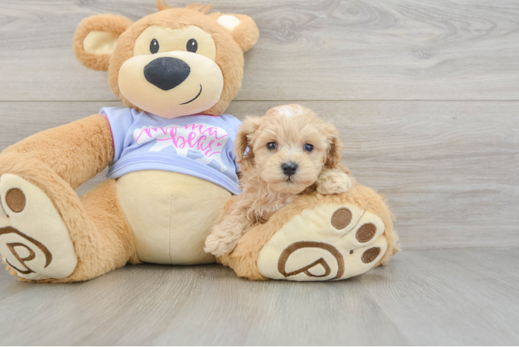 Energetic Malt a Poo Poodle Mix Puppy