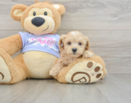 8 week old Maltipoo Puppy For Sale - Lone Star Pups