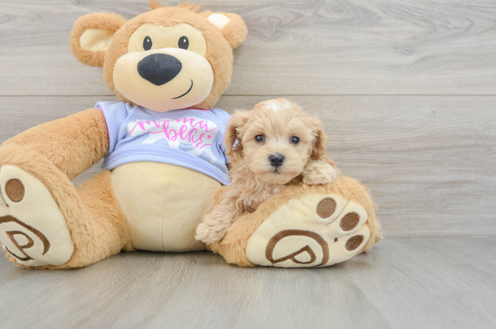 5 week old Maltipoo Puppy For Sale - Lone Star Pups