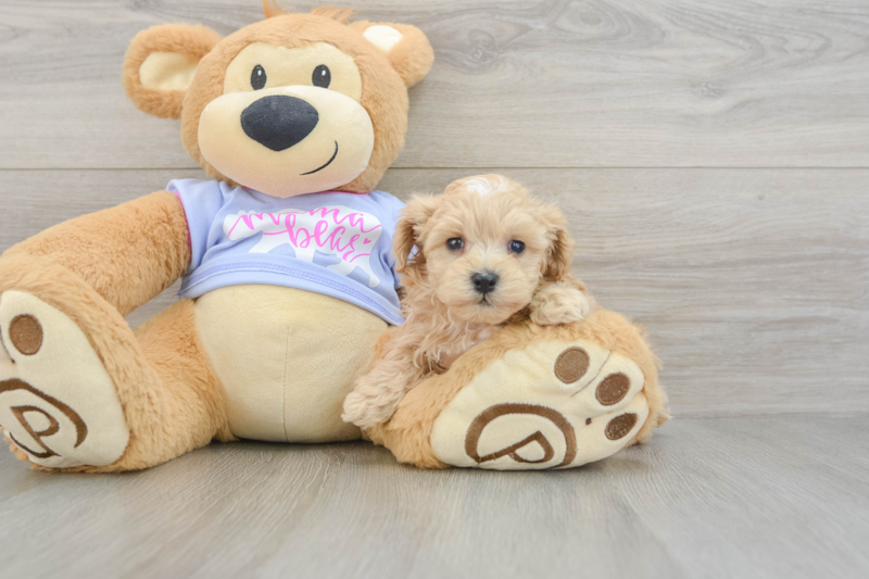 Meet Blossom - our Maltipoo Puppy Photo 3/3 - Lone Star Pups