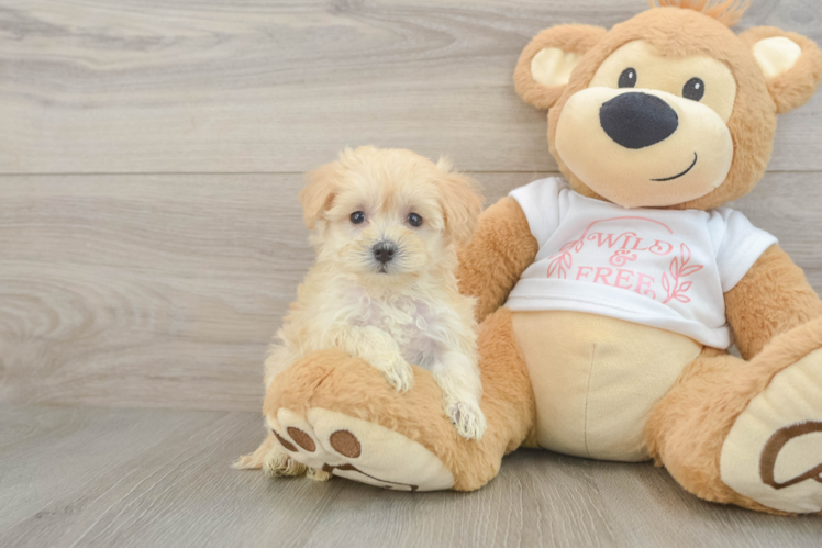 Maltipoo Pup Being Cute