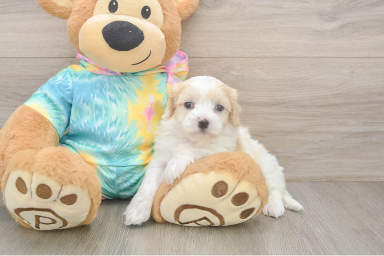 Happy Maltipoo Baby