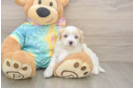 Happy Maltipoo Baby