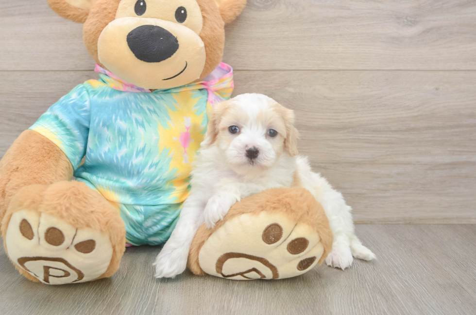 5 week old Maltipoo Puppy For Sale - Lone Star Pups