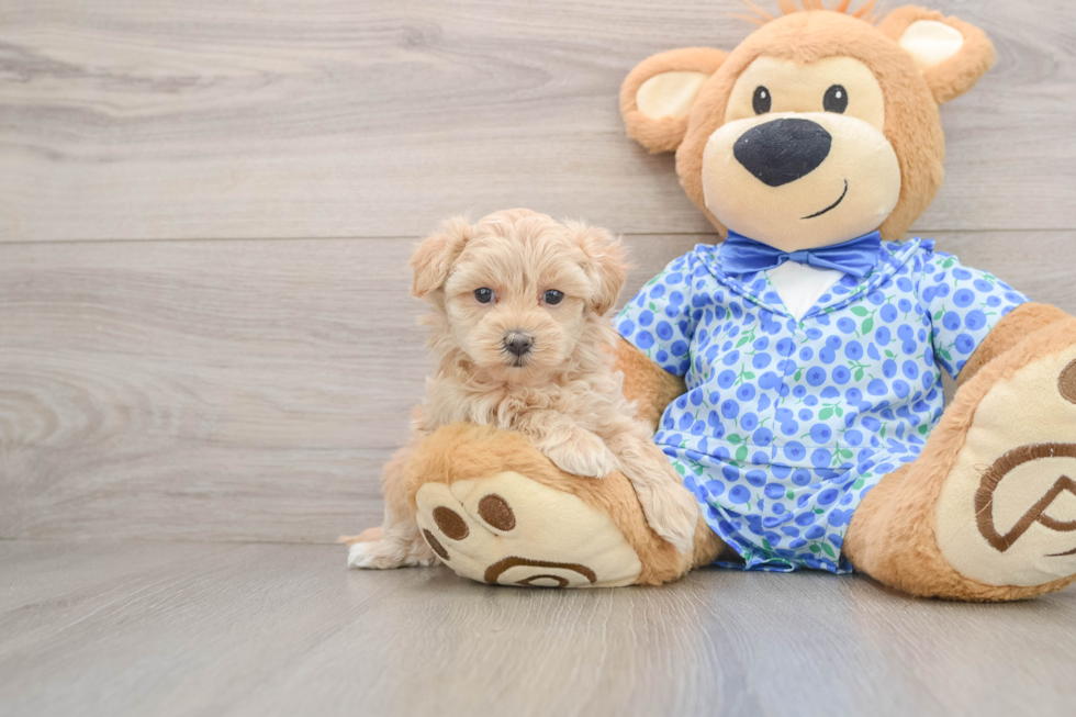 Energetic Moodle Poodle Mix Puppy