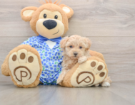 9 week old Maltipoo Puppy For Sale - Lone Star Pups