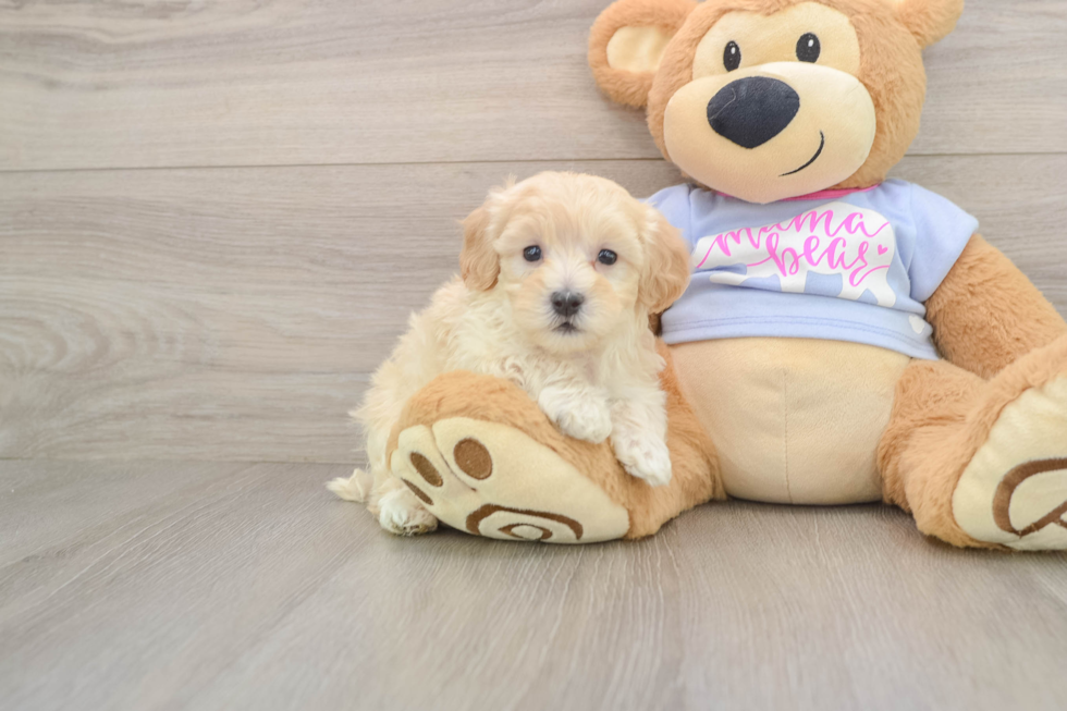 Petite Maltipoo Poodle Mix Pup