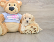 9 week old Maltipoo Puppy For Sale - Lone Star Pups