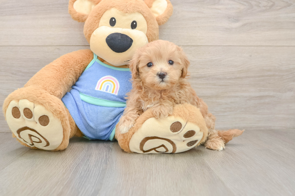 Hypoallergenic Malt a Poo Poodle Mix Puppy