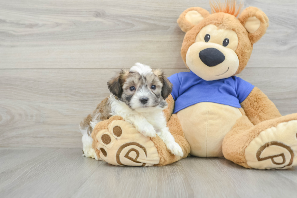 Fluffy Maltipoo Poodle Mix Pup