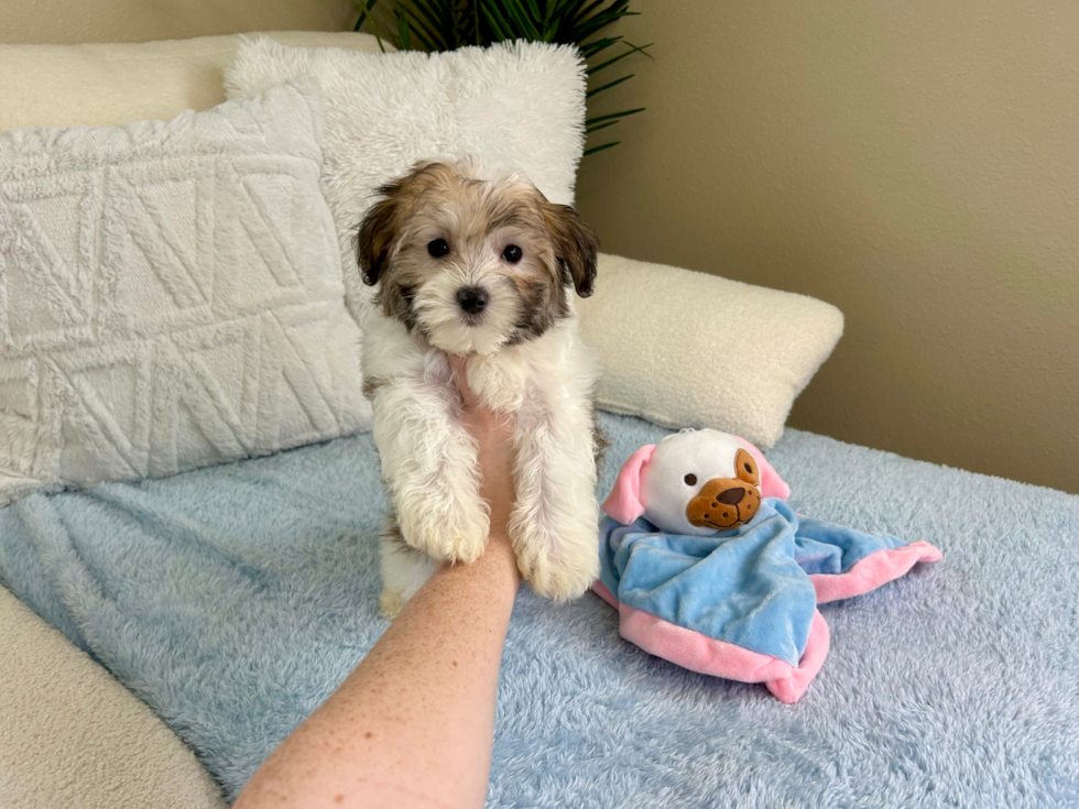 Cute Maltipoo Baby