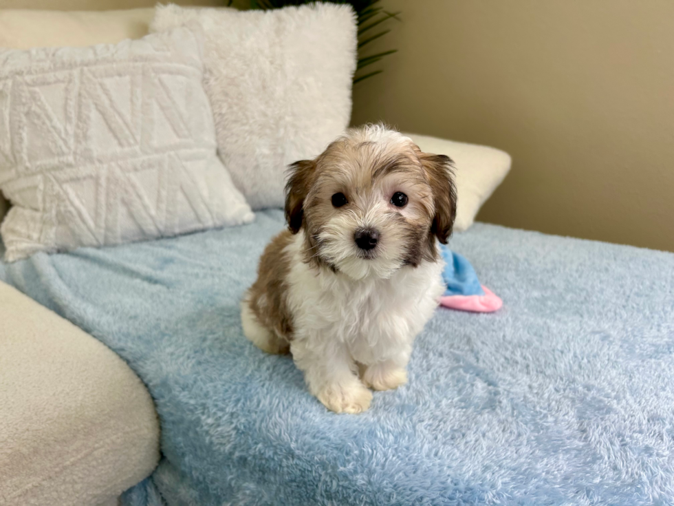 Best Maltipoo Baby