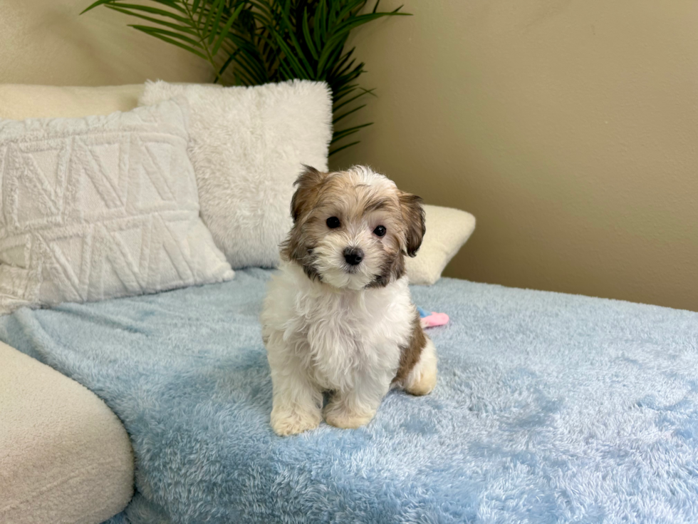 Cute Maltipoo Baby