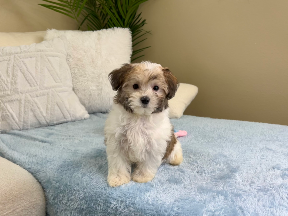 Cute Maltipoo Baby