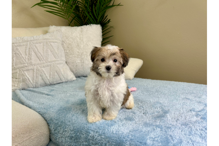 Maltipoo Pup Being Cute