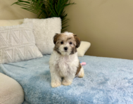 9 week old Maltipoo Puppy For Sale - Lone Star Pups