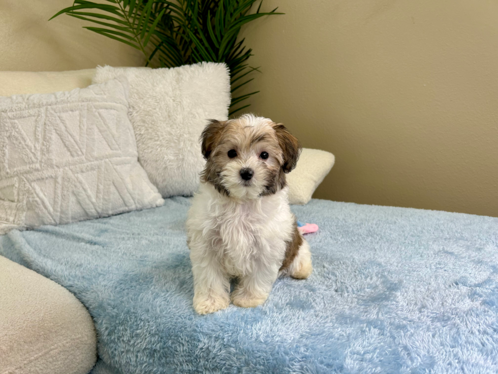 Maltipoo Pup Being Cute