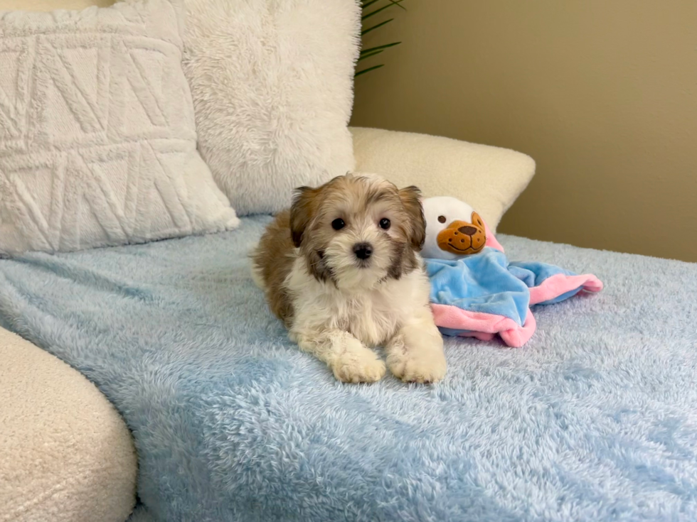 Best Maltipoo Baby