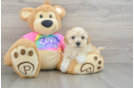 Maltipoo Puppy for Adoption