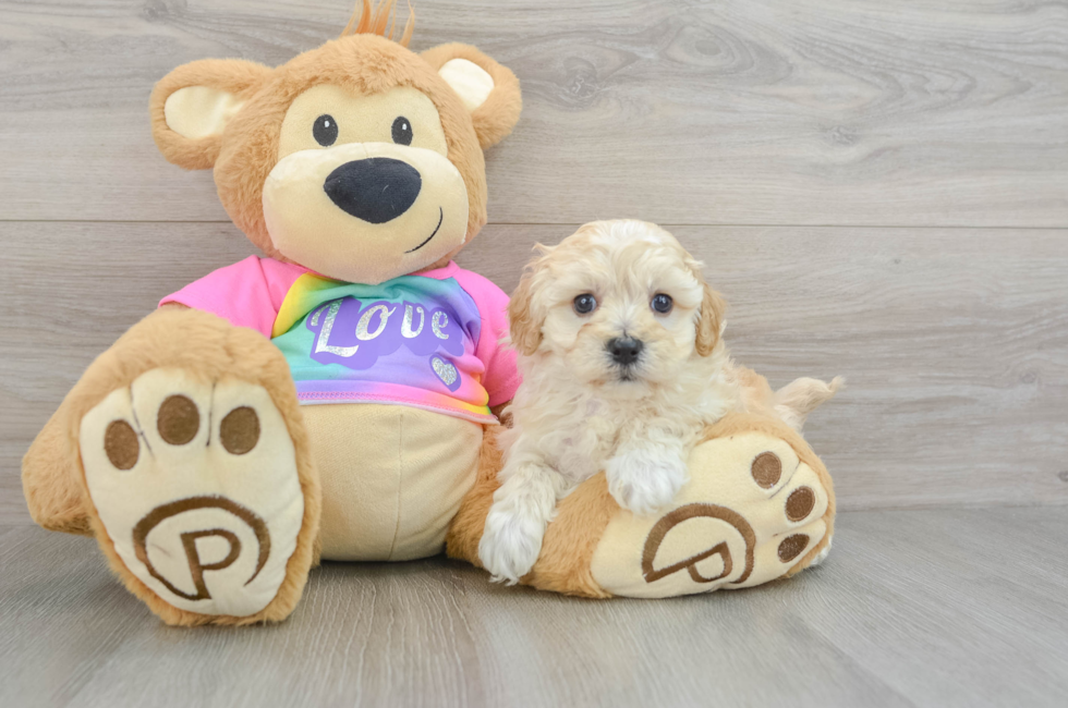 8 week old Maltipoo Puppy For Sale - Lone Star Pups