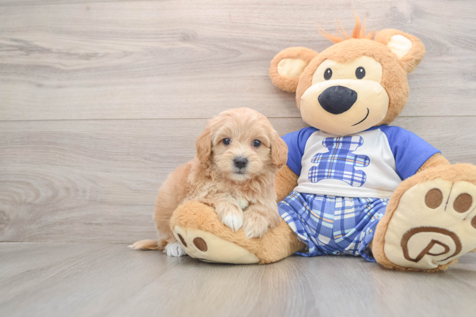 Fluffy Maltipoo Poodle Mix Pup
