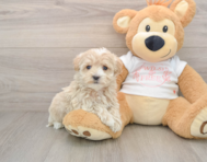 9 week old Maltipoo Puppy For Sale - Lone Star Pups